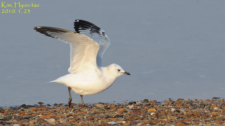 遗鸥(Ichthyaetus relictus)