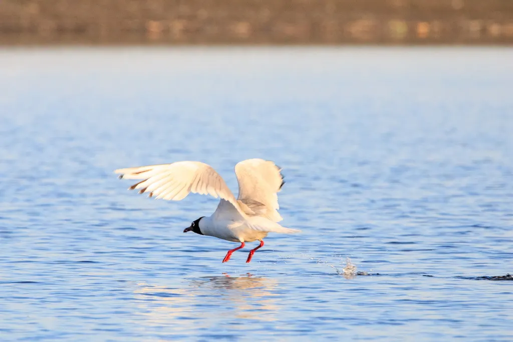 遗鸥(Ichthyaetus relictus)