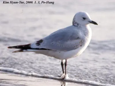 遗鸥(Ichthyaetus relictus)