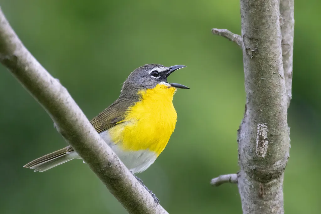 黄胸大䳭莺(Icteria virens)