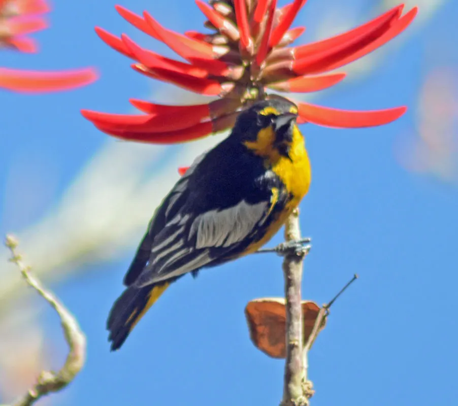 黑背拟鹂(Icterus abeillei)