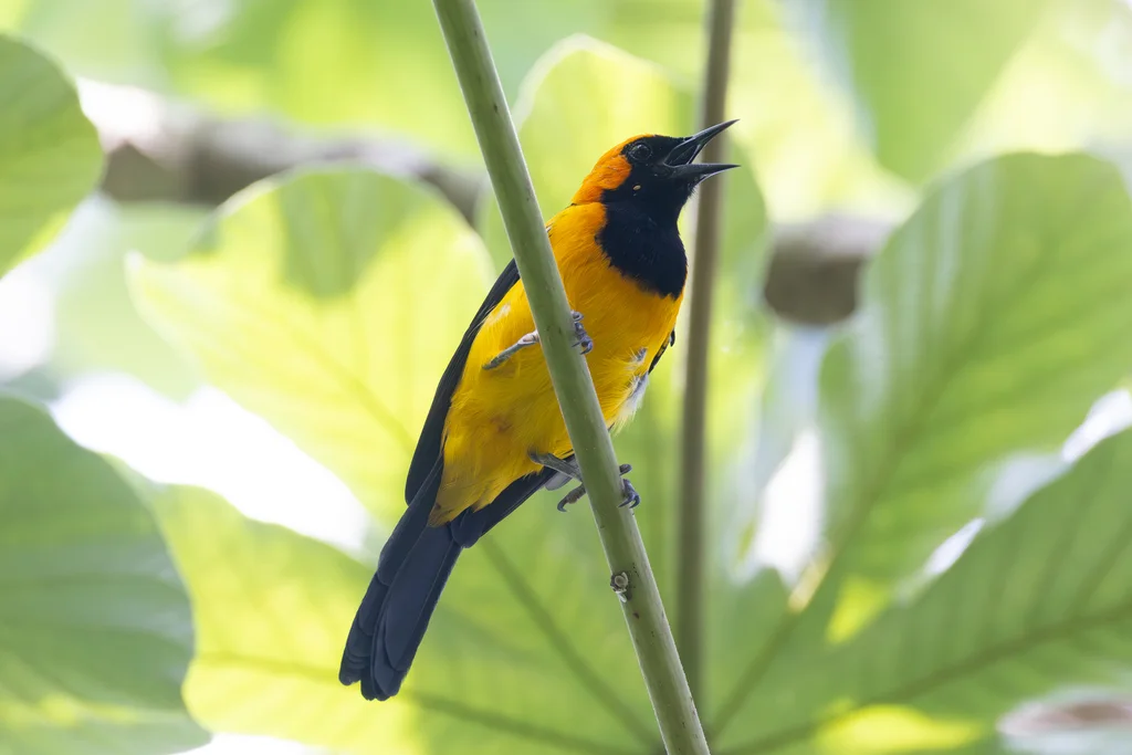 橙冠拟鹂(Icterus auricapillus)