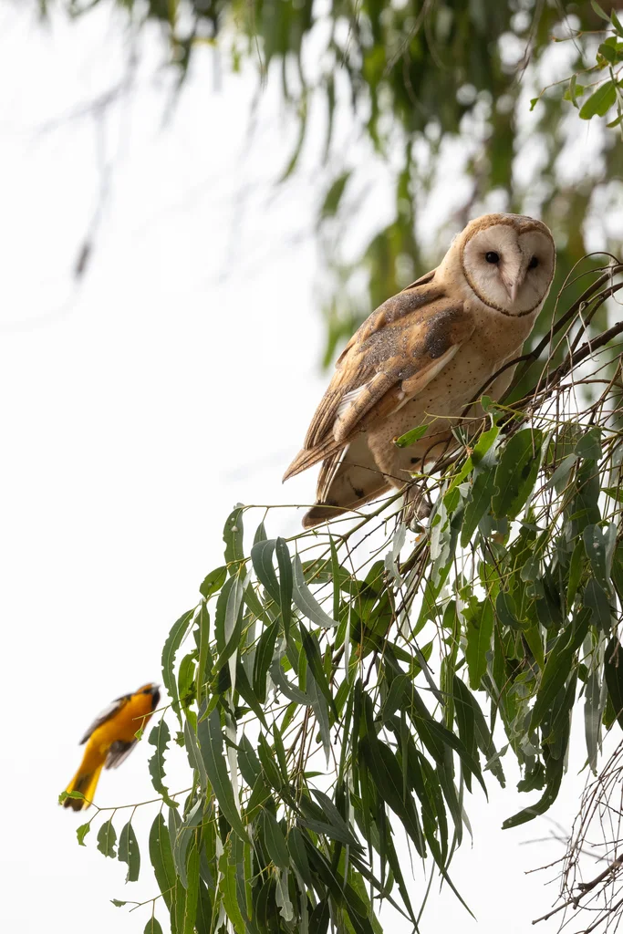 布氏拟鹂（Icterus bullockiorum）