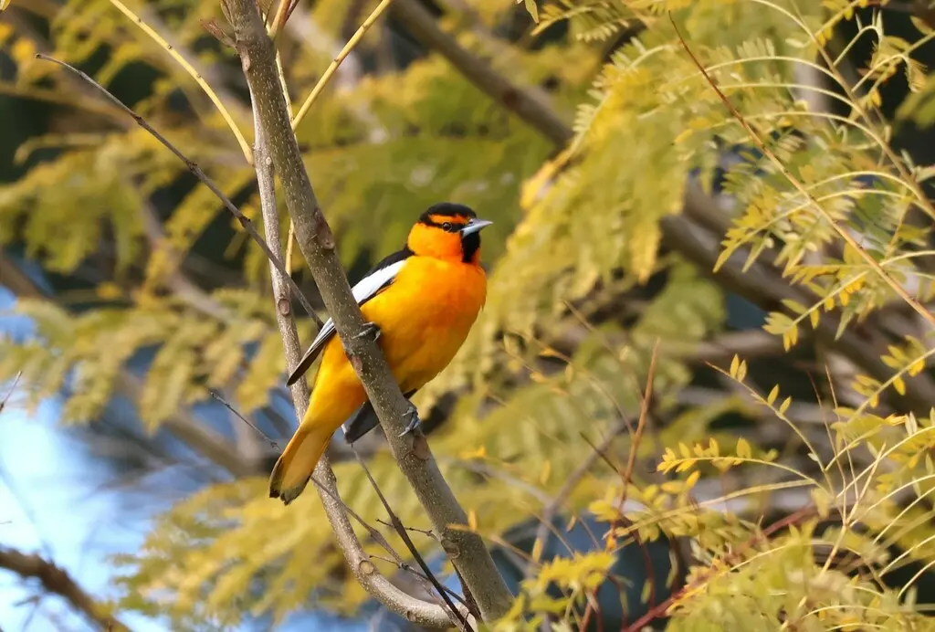 布氏拟鹂（Icterus bullockiorum）