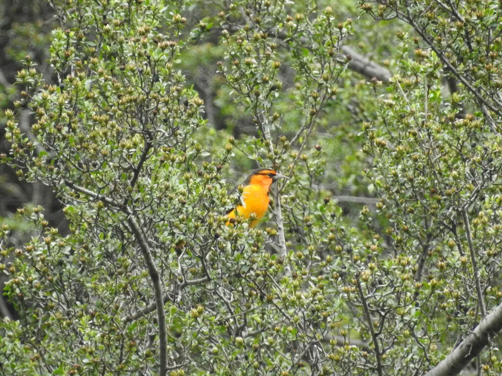 布氏拟鹂(Icterus bullockiorum)