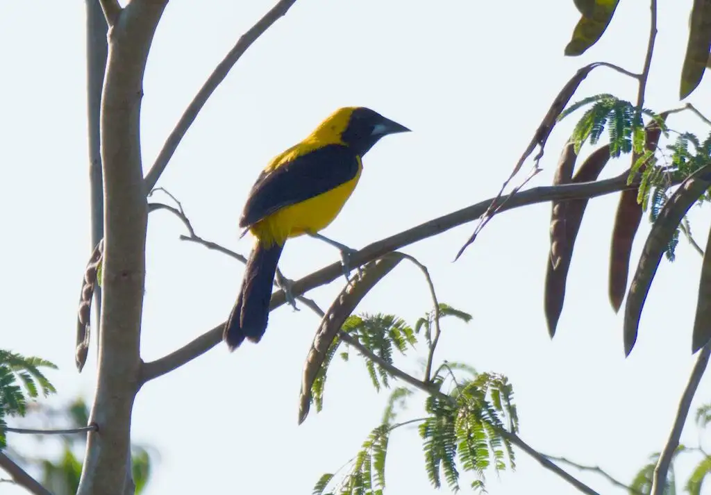 黄背拟鹂(Icterus chrysater)