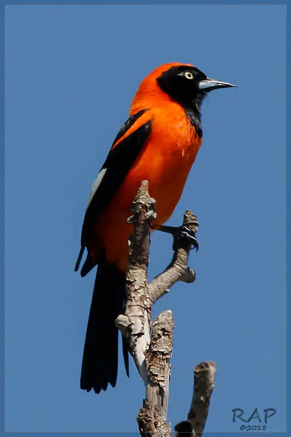 橙背拟鹂(Icterus croconotus)