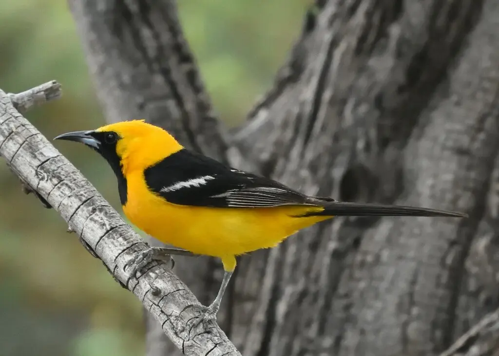 巾冠拟鹂(Icterus cucullatus)