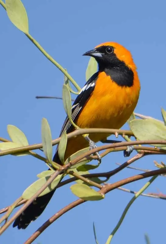 巾冠拟鹂(Icterus cucullatus)