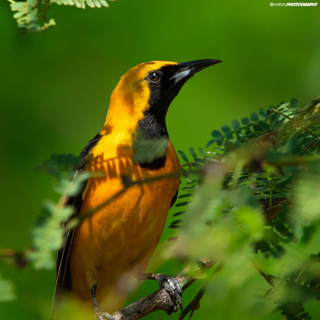 巾冠拟鹂(Icterus cucullatus)