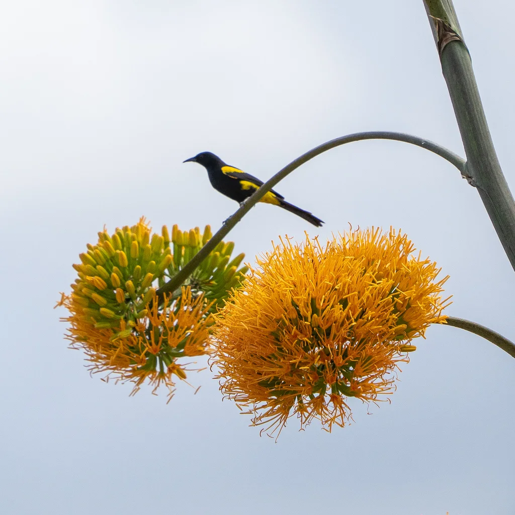 海地拟鹂(Icterus dominicensis)