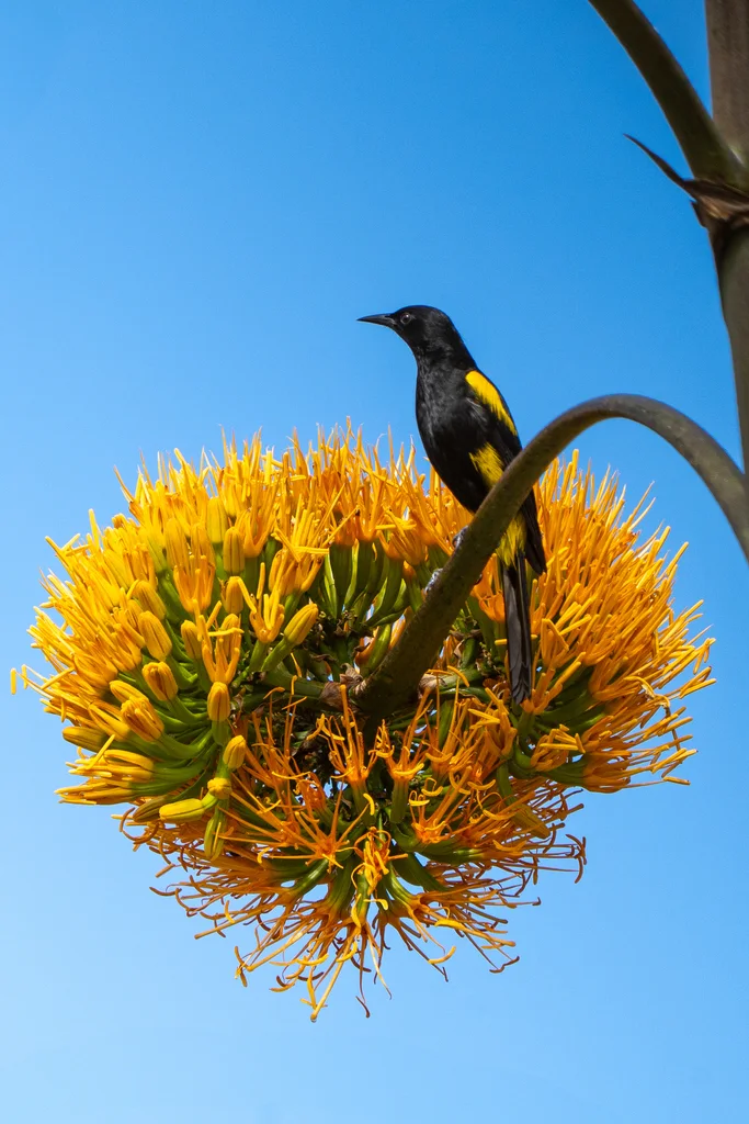 海地拟鹂(Icterus dominicensis)