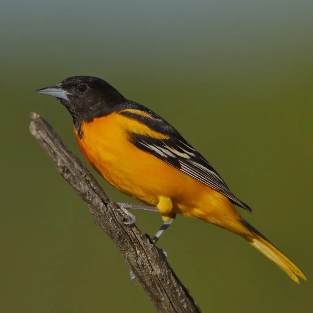 橙腹拟鹂(Icterus galbula)