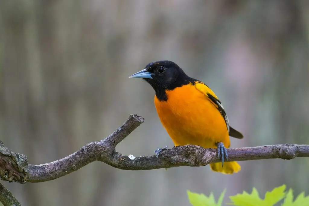 橙腹拟鹂(Icterus galbula)
