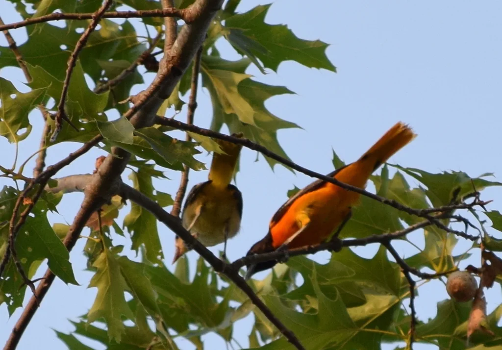橙腹拟鹂(Icterus galbula)