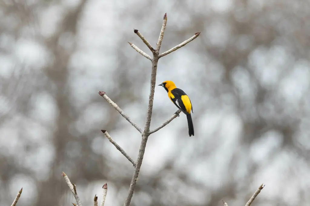 白翅斑拟鹂(Icterus graceannae)