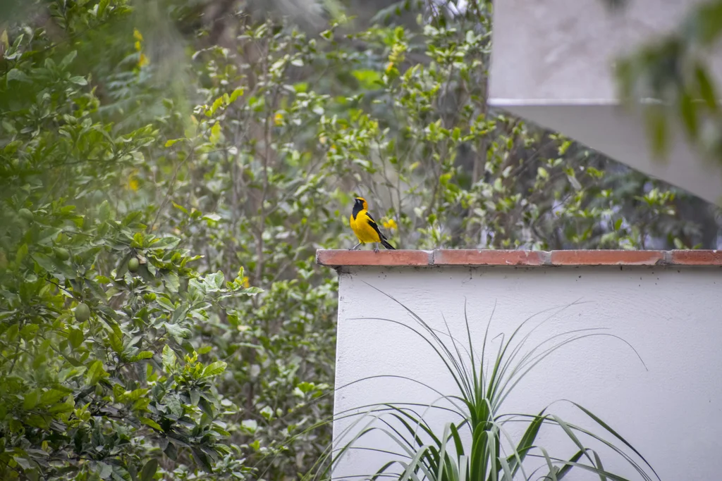 白翅斑拟鹂(Icterus graceannae)