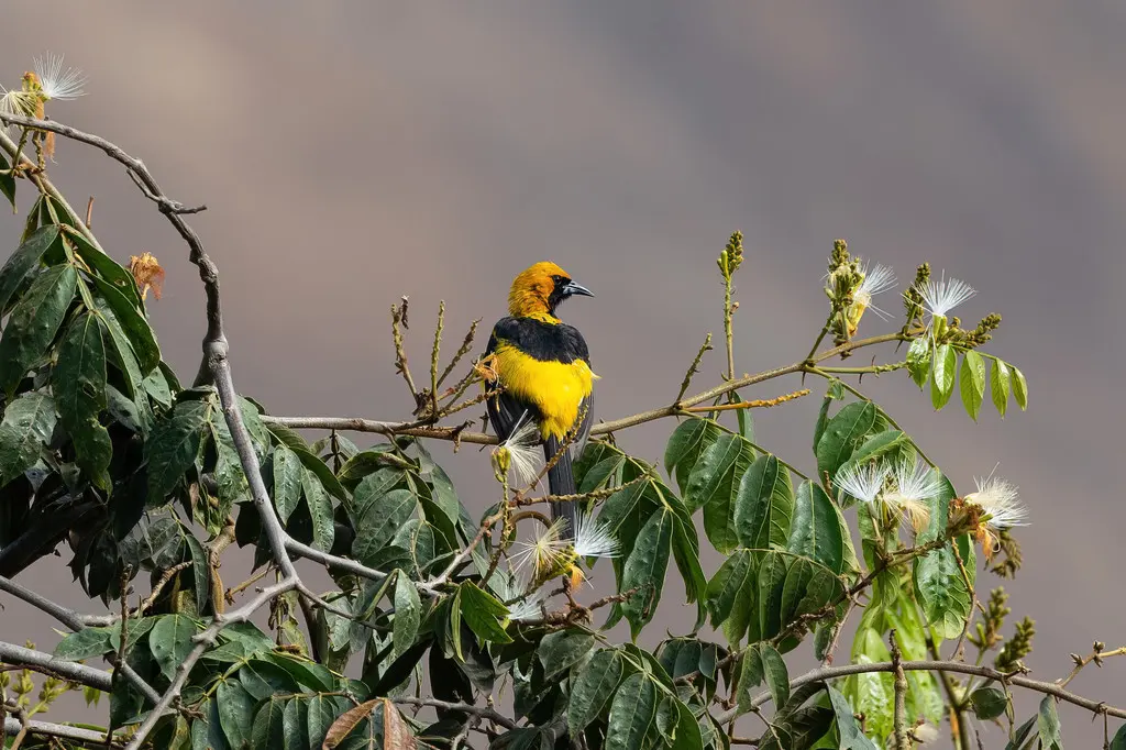 白翅斑拟鹂(Icterus graceannae)