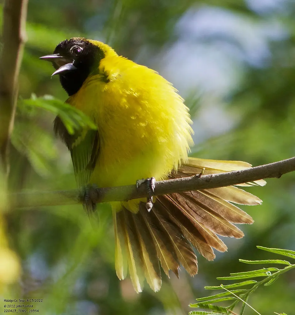 黑头拟鹂(Icterus graduacauda)
