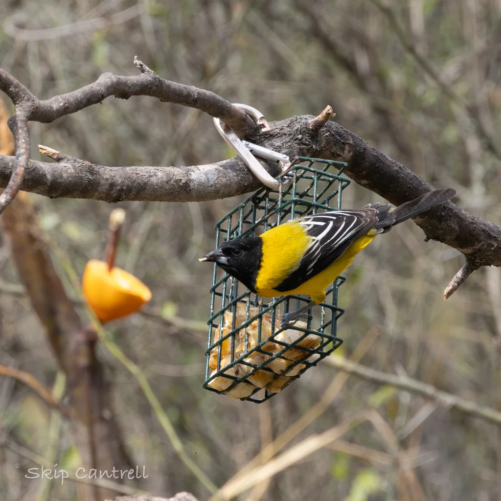 黑头拟鹂(Icterus graduacauda)