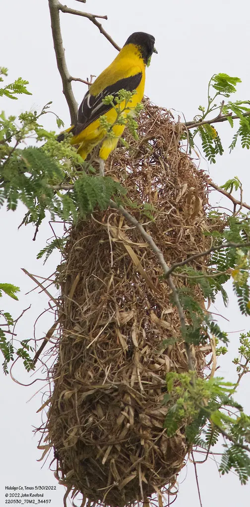 黑头拟鹂(Icterus graduacauda)