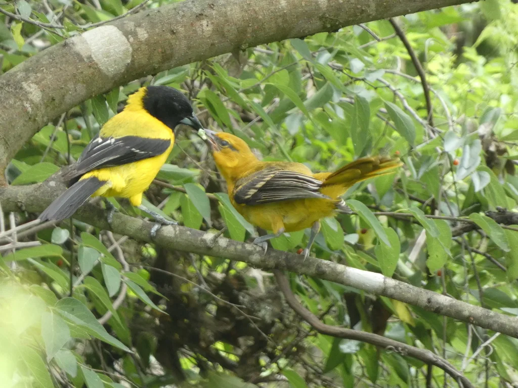 黑头拟鹂(Icterus graduacauda)