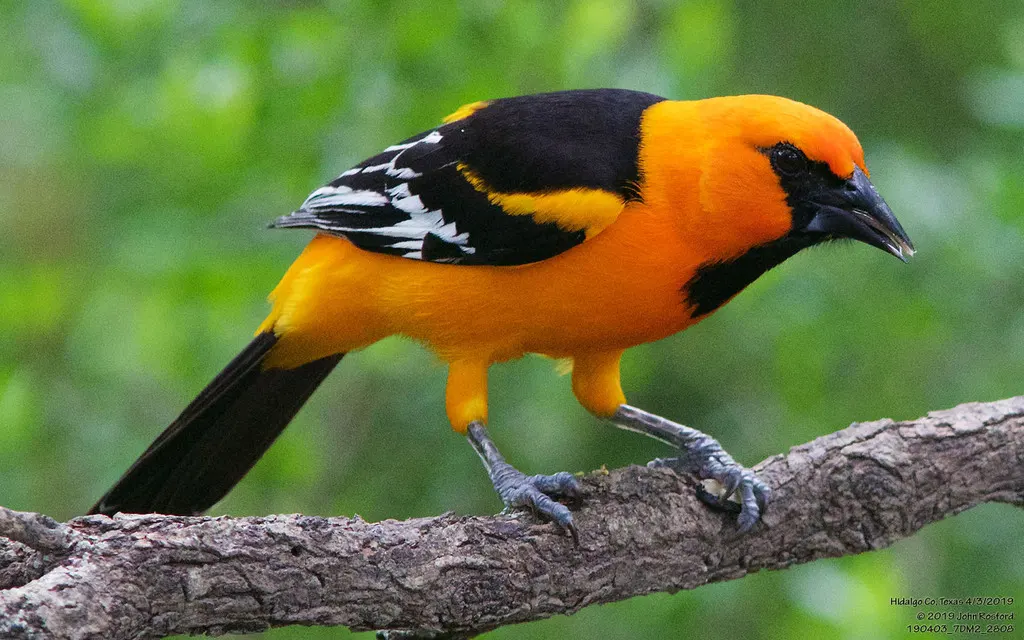 橙拟鹂(Icterus gularis)