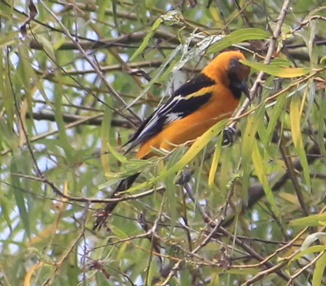 橙拟鹂(Icterus gularis)