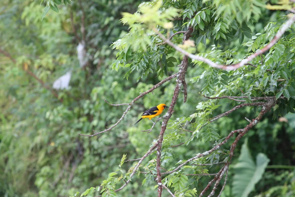 橙拟鹂(Icterus gularis)