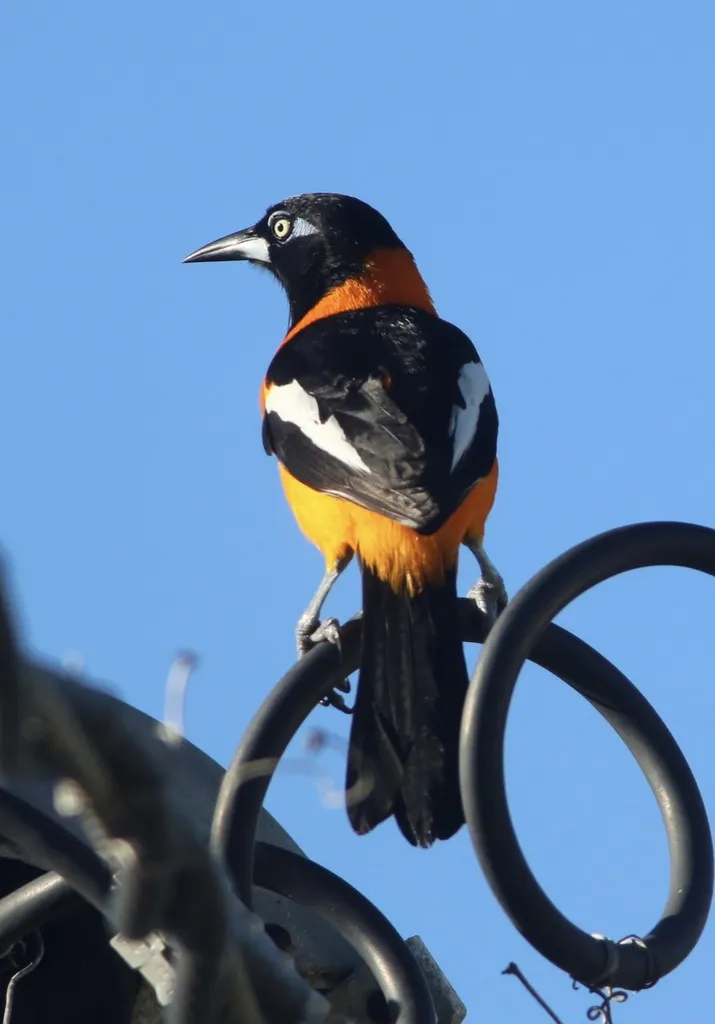 普通拟鹂(Icterus icterus)
