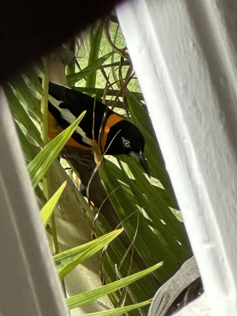 普通拟鹂(Icterus icterus)