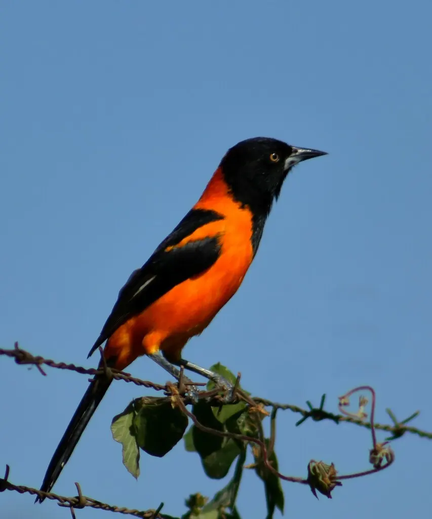 草原拟鹂(Icterus jamacaii)