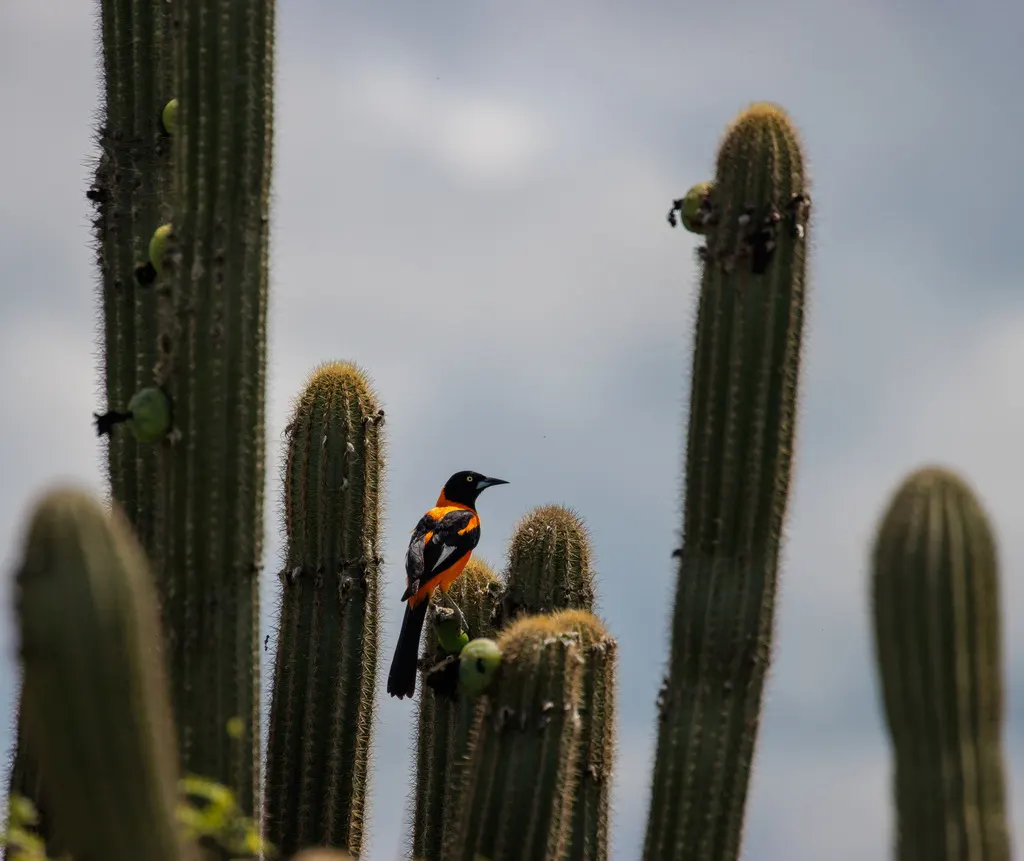 草原拟鹂(Icterus jamacaii)