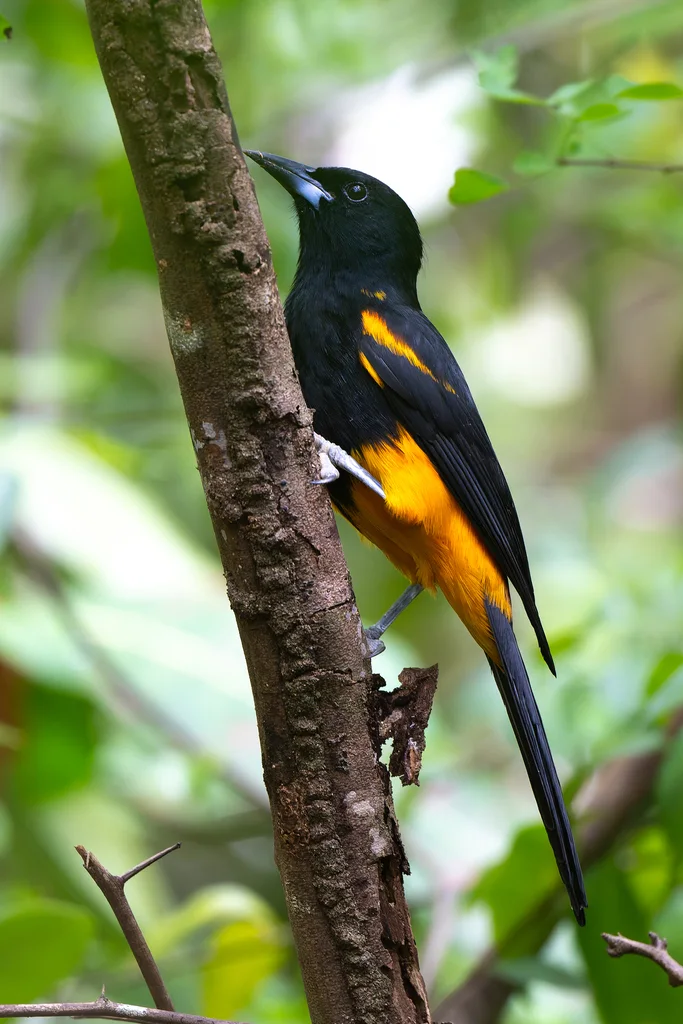 圣卢拟鹂(Icterus laudabilis)