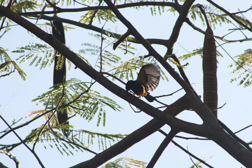 圣卢拟鹂(Icterus laudabilis)