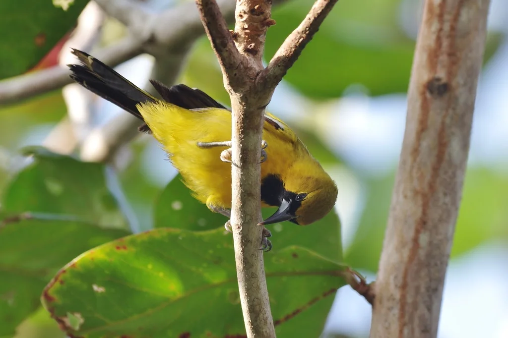 牙买加拟鹂（Icterus leucopteryx）