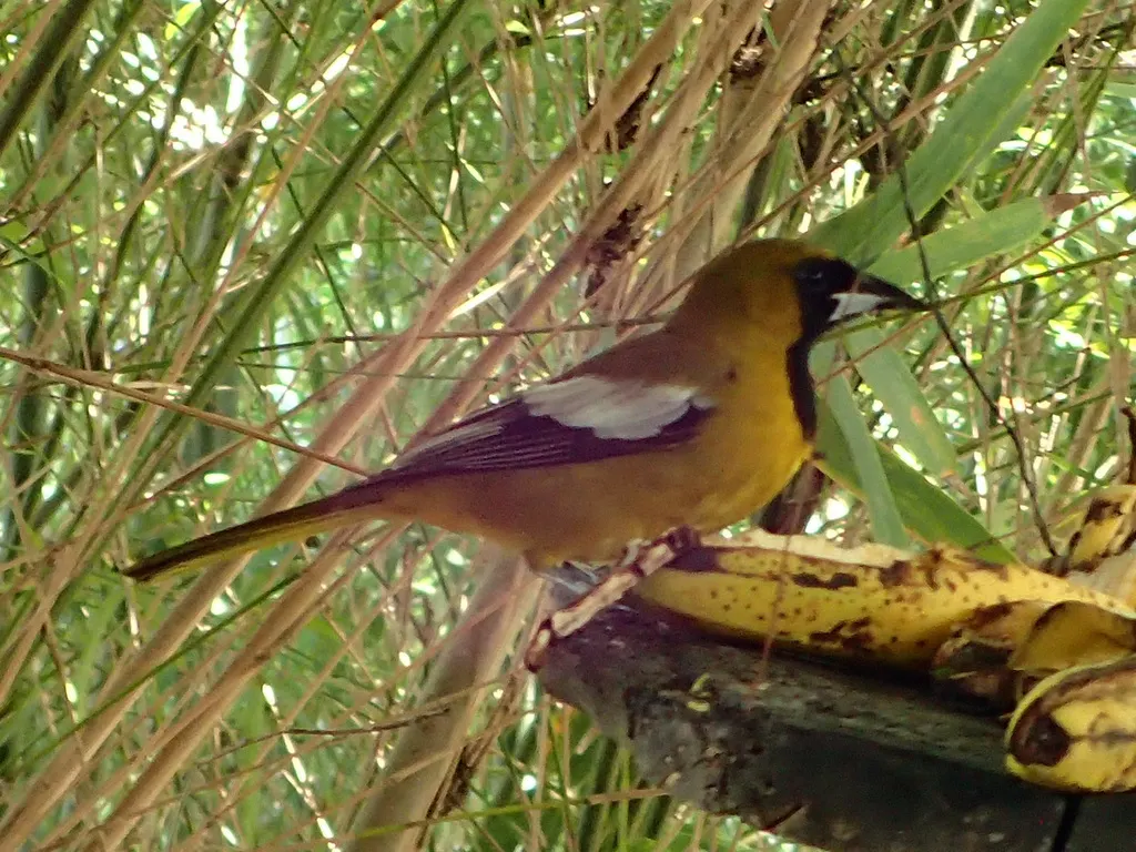 牙买加拟鹂（Icterus leucopteryx）