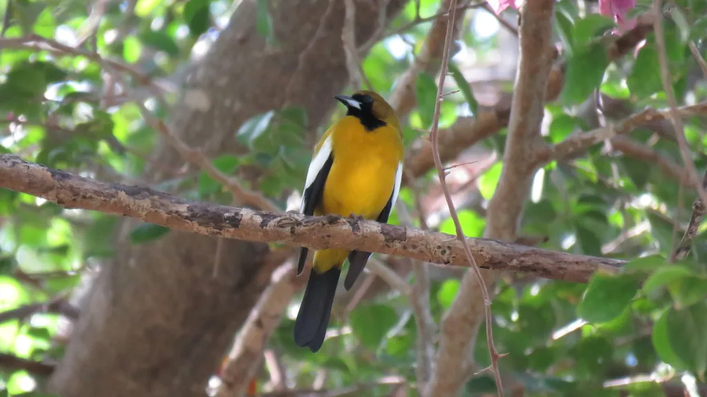 牙买加拟鹂（Icterus leucopteryx）