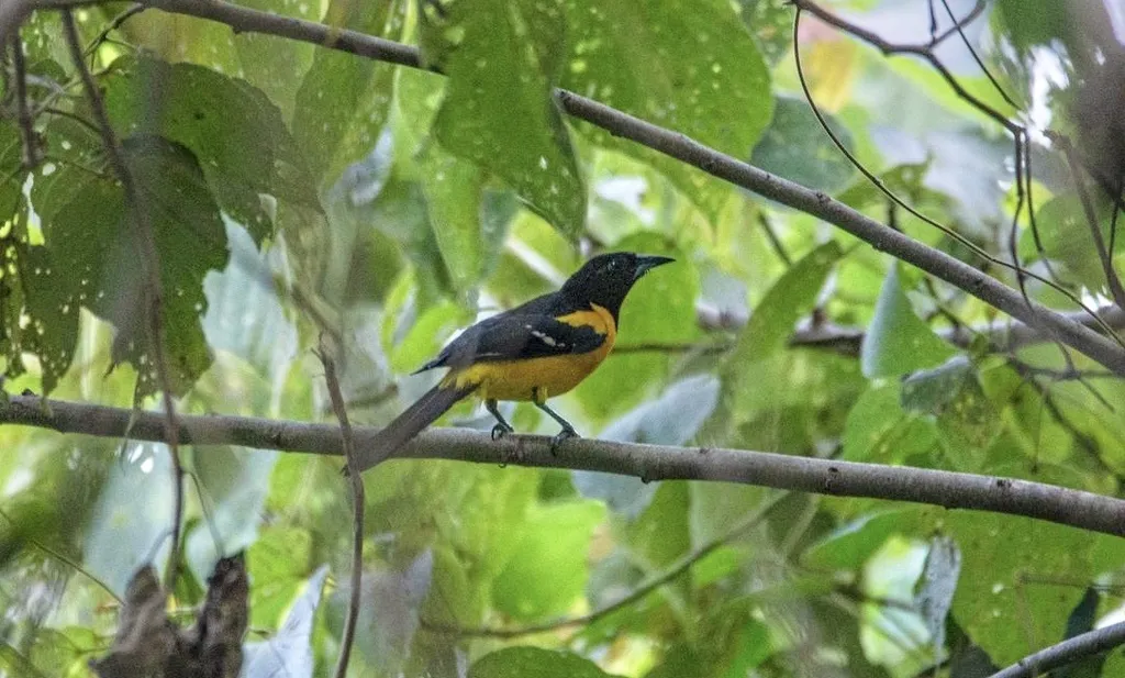斑翅拟鹂(Icterus maculialatus)