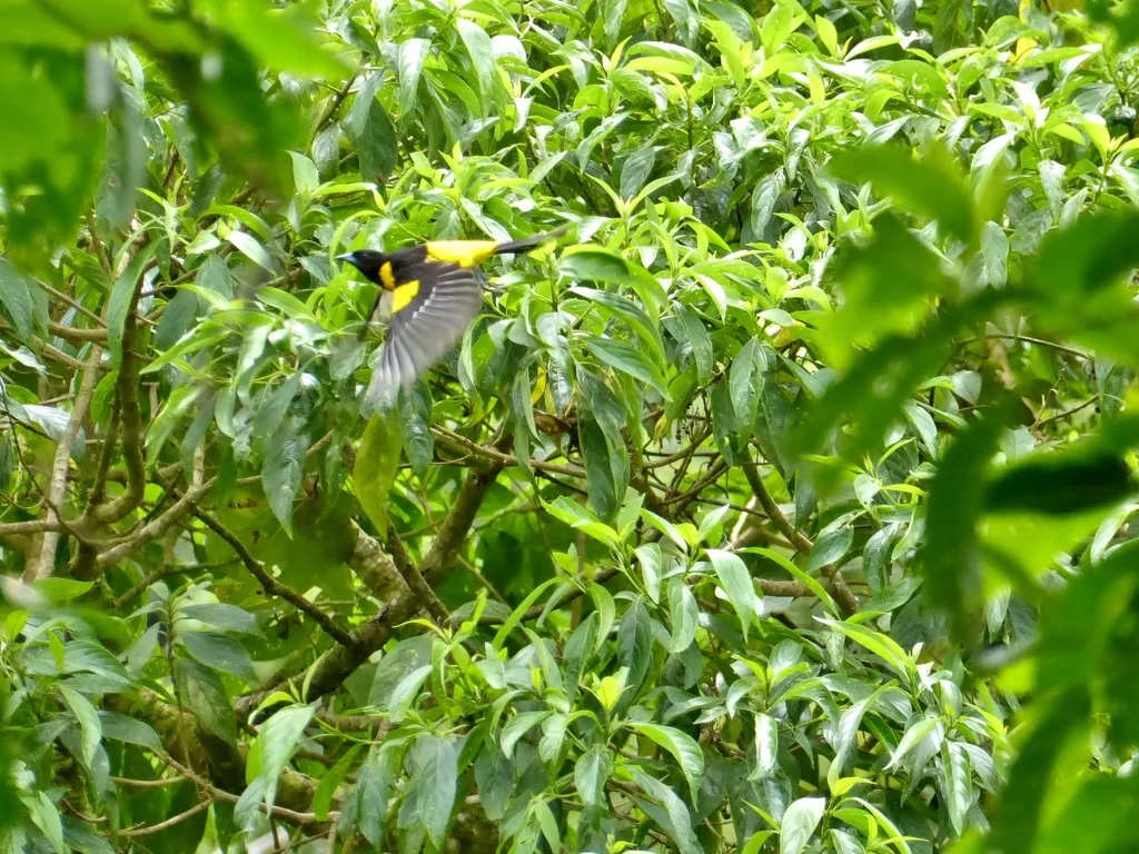 斑翅拟鹂(Icterus maculialatus)