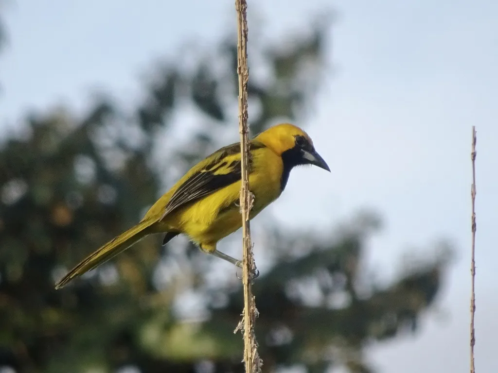 黄尾拟鹂(Icterus mesomelas)