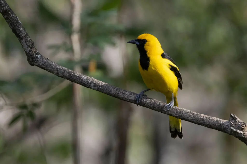 黄尾拟鹂(Icterus mesomelas)