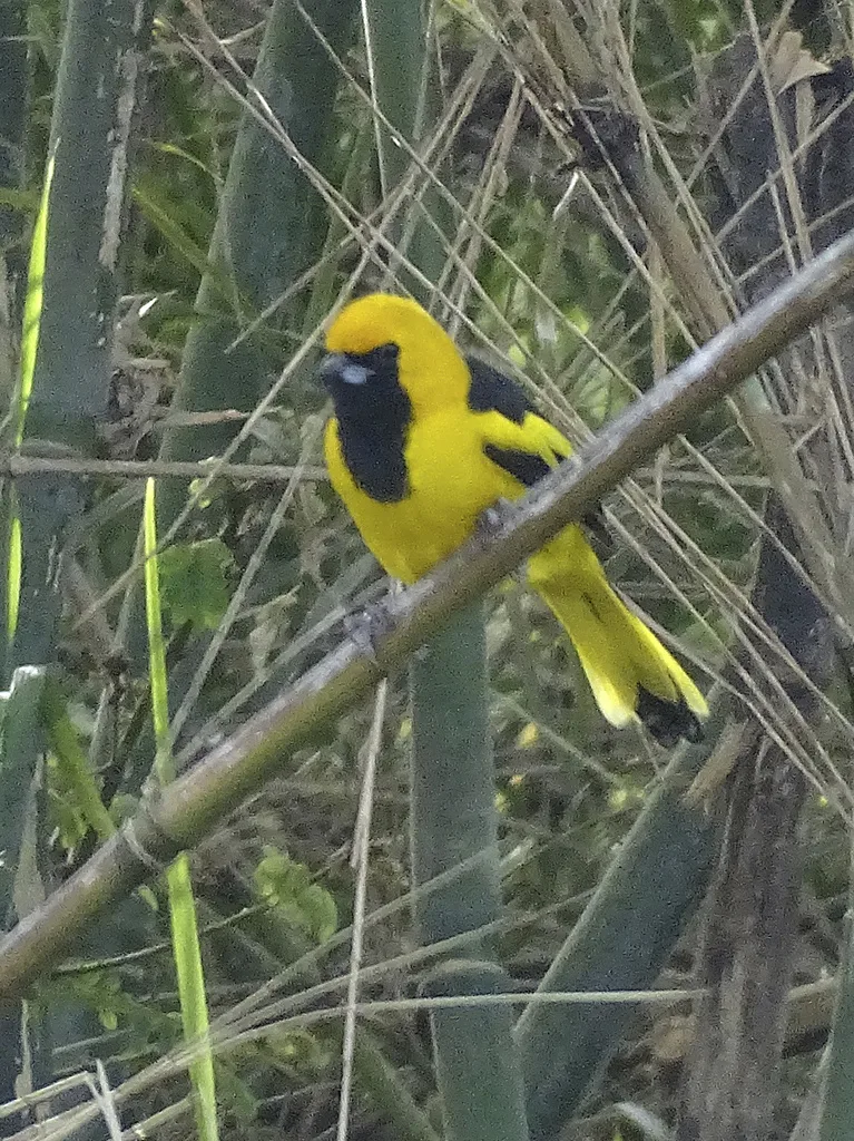 黄尾拟鹂(Icterus mesomelas)