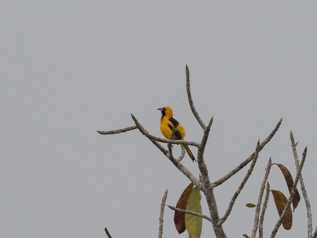 黄尾拟鹂(Icterus mesomelas)
