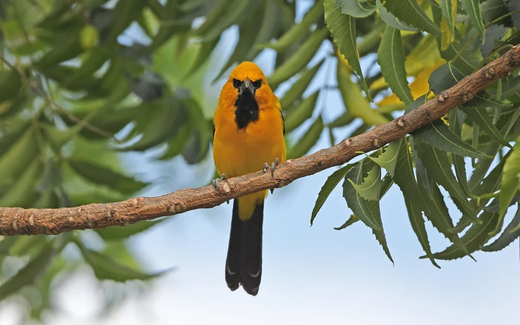 黄拟鹂(Icterus nigrogularis)