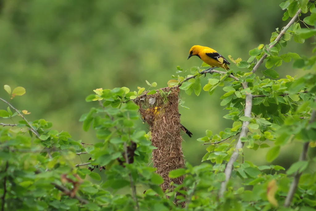 黄拟鹂(Icterus nigrogularis)