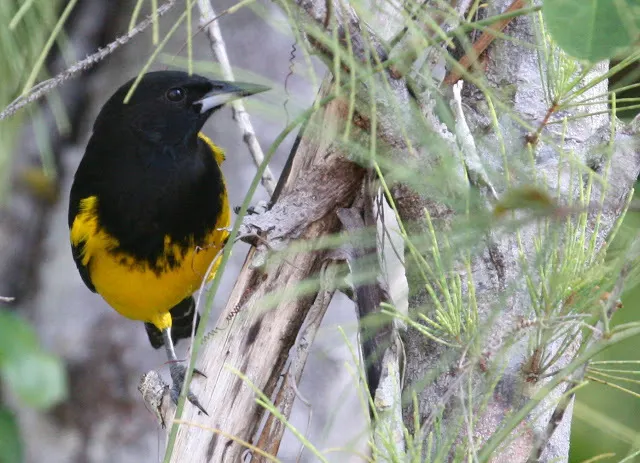 巴哈马拟鹂(Icterus northropi)