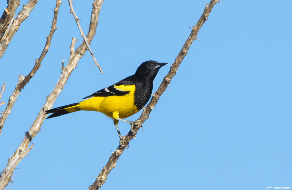 斯氏拟鹂(Icterus parisorum)