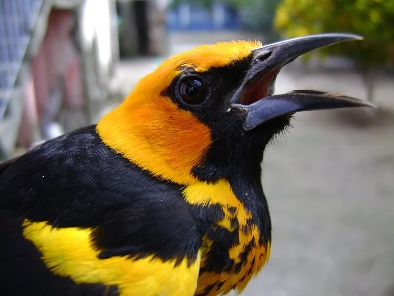 斑胸拟鹂(Icterus pectoralis)