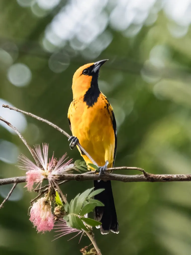 斑胸拟鹂(Icterus pectoralis)